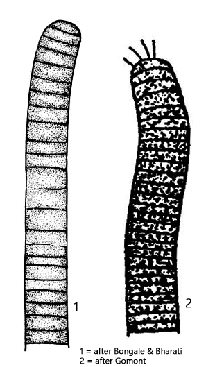 Tenebriella-curviceps