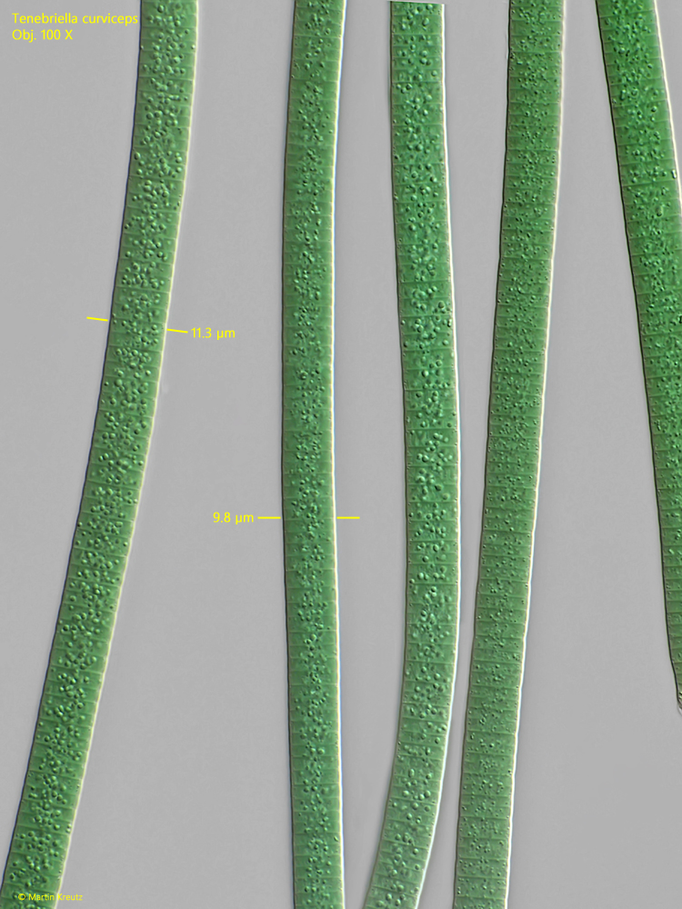 Tenebriella-curviceps