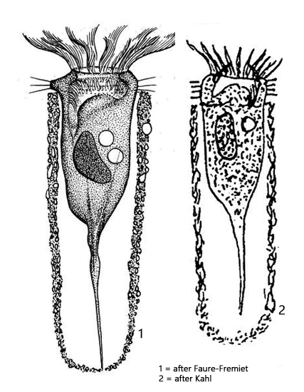 Tintinnidium-fluviatile
