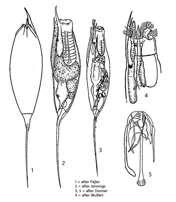 Trichocerca-longiseta