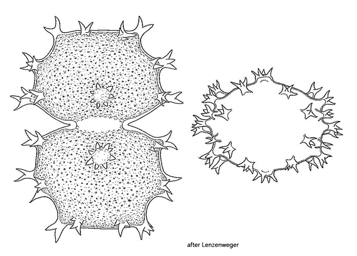 Xanthidium-armatum