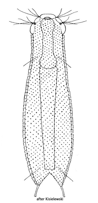 Aspidiophorus-oculifer