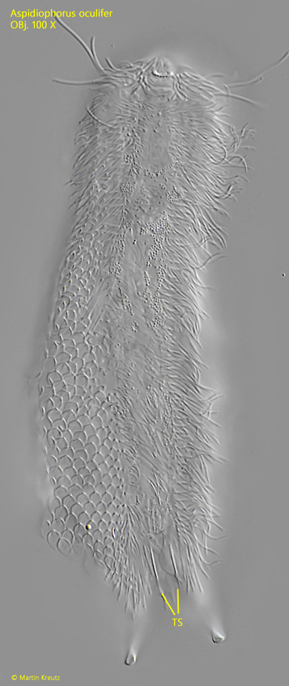 Aspidiophorus-oculifer