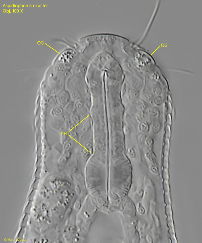 Aspidiophorus-oculifer