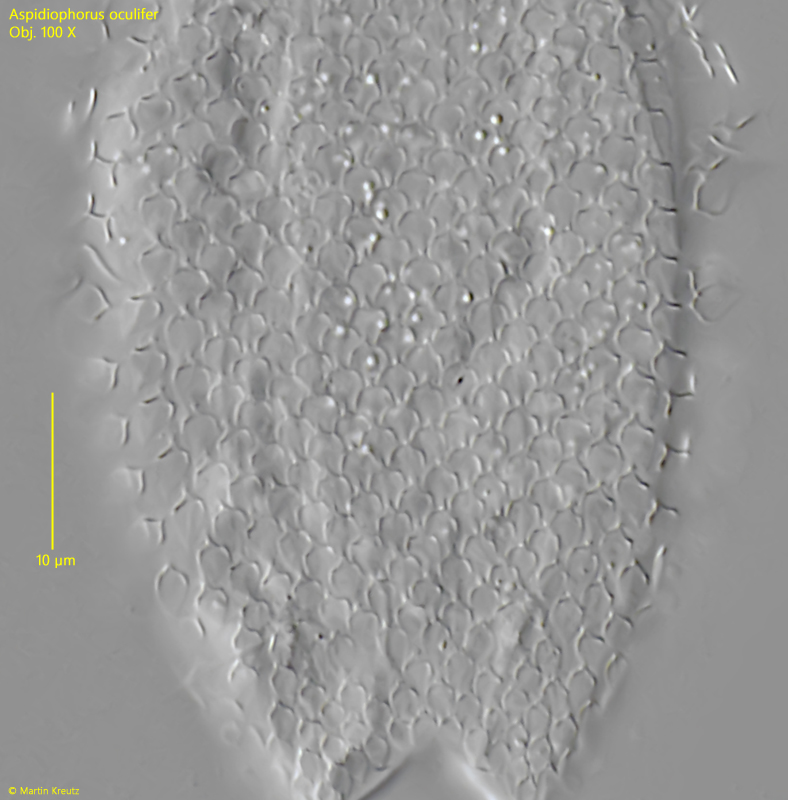 Aspidiophorus-oculifer