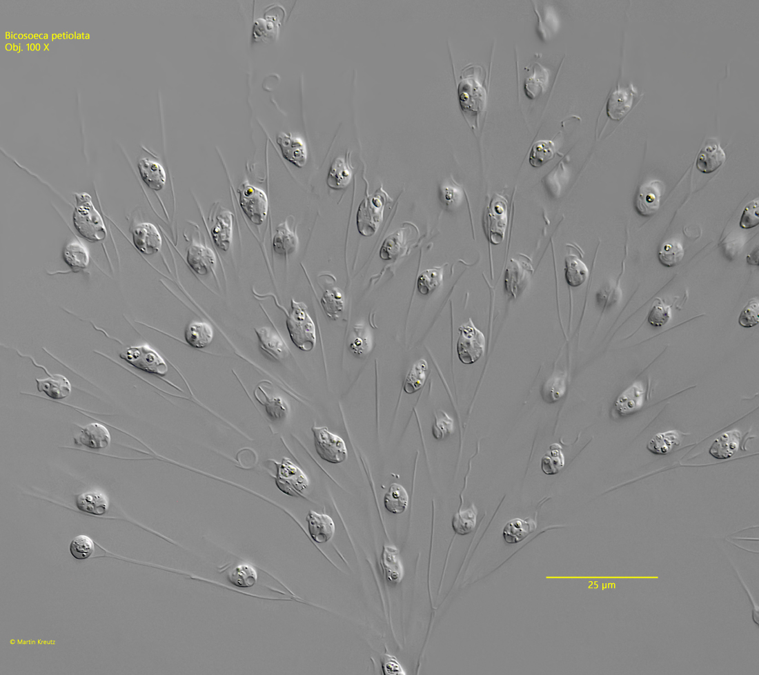 Bicosoeca-petiolata