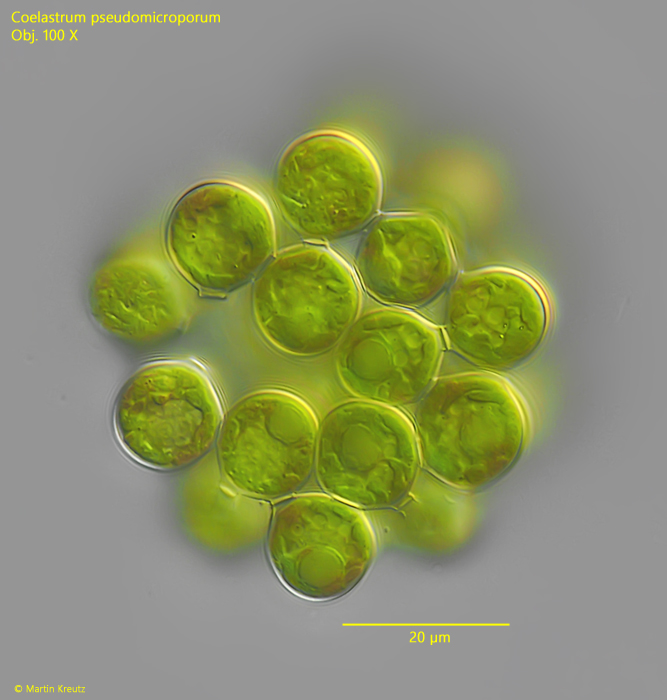 Coelastrum-pseudomicroporum