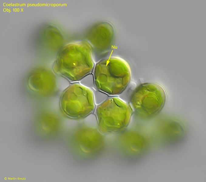 Coelastrum-pseudomicroporum