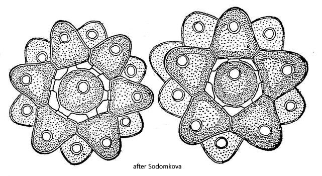 Coelastrum-pseudomicroporum
