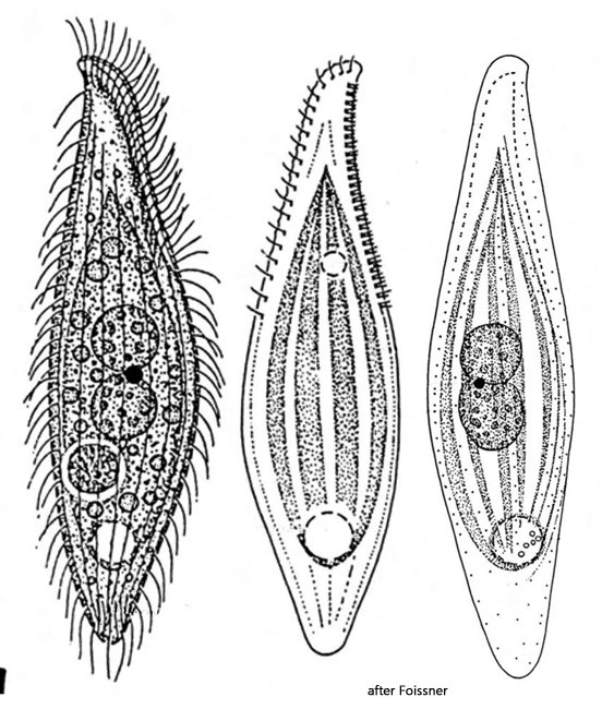 Litonotus-crystallinus