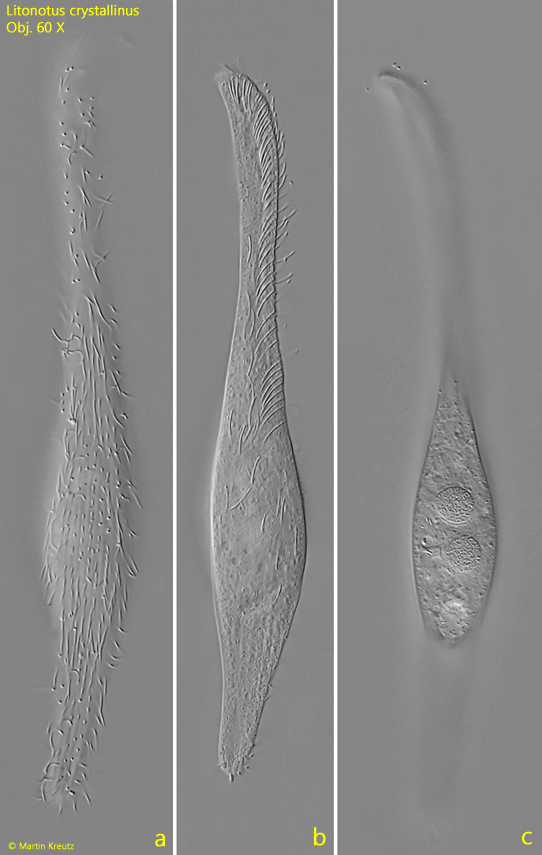 Litonotus-crystallinus
