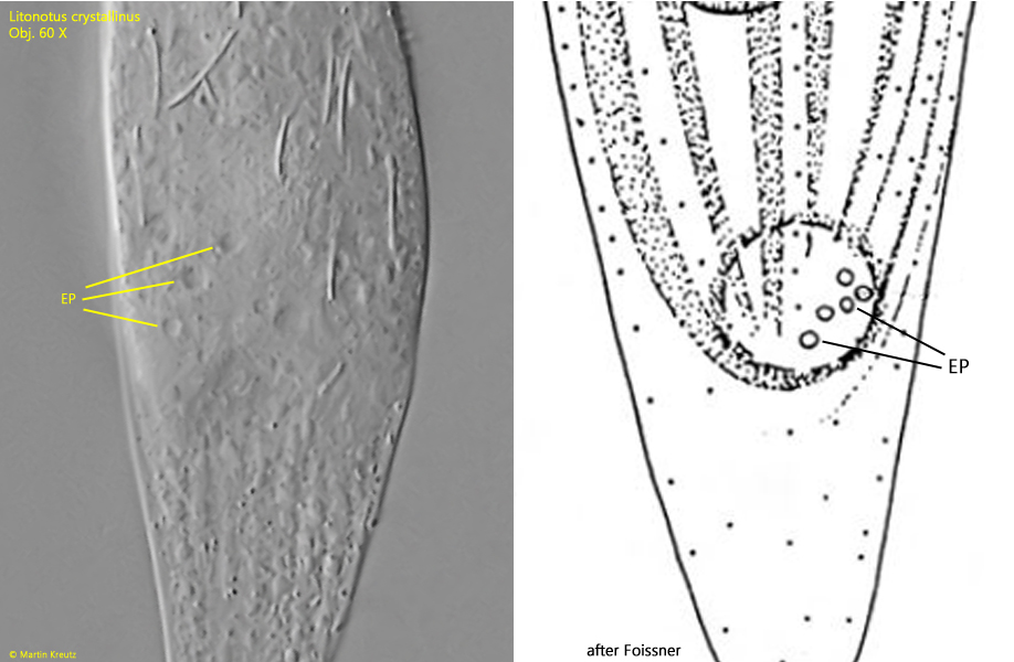 Litonotus-crystallinus