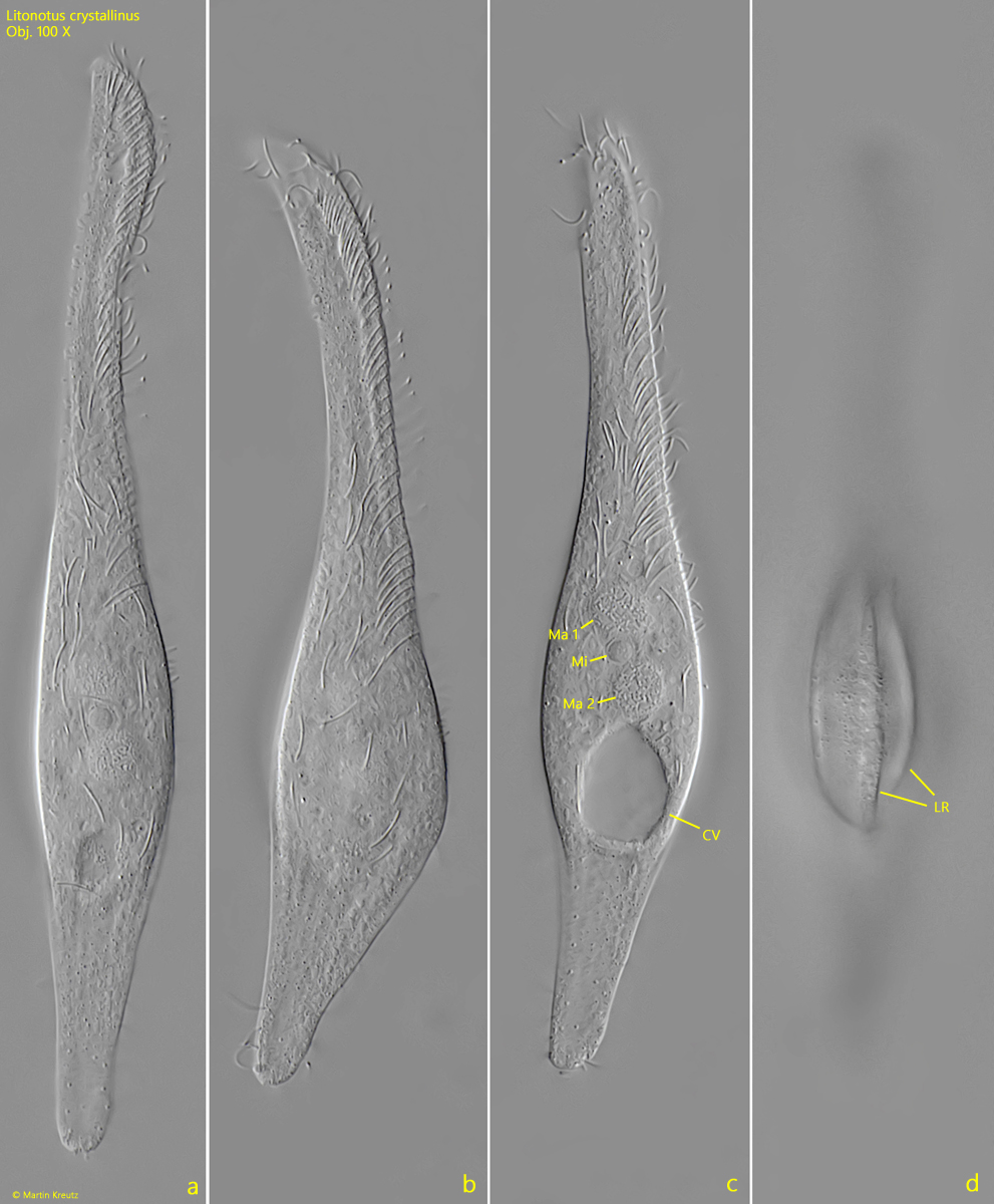 Litonotus-crystallinus