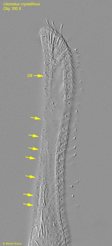 Litonotus-crystallinus