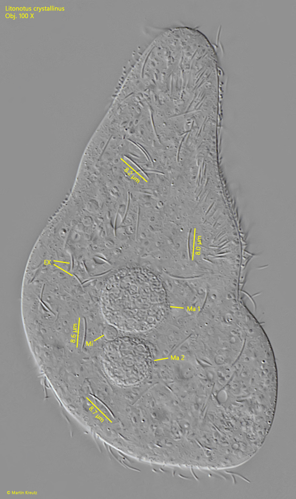 Litonotus-crystallinus