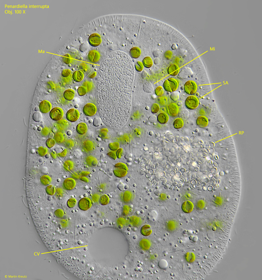 Penardiella-interrupta