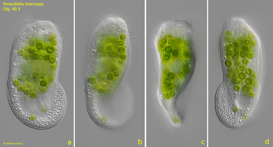 Penardiella-interrupta