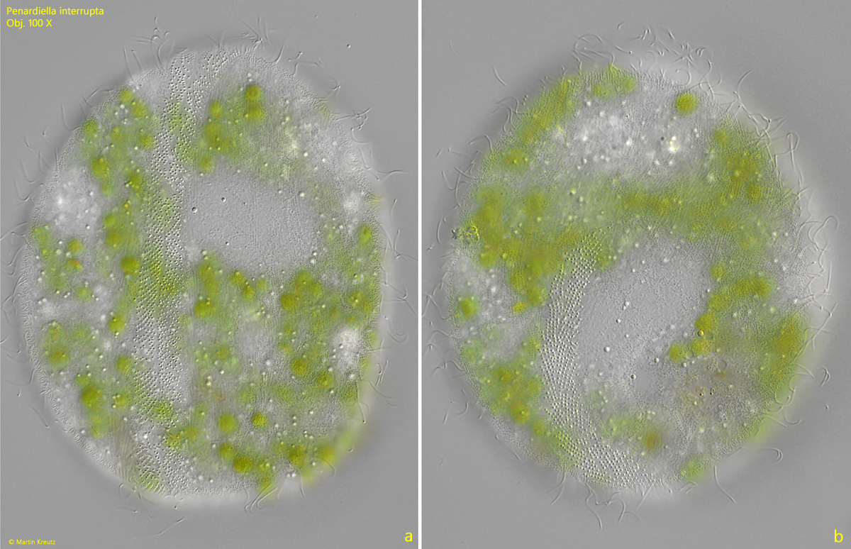 Penardiella-interrupta