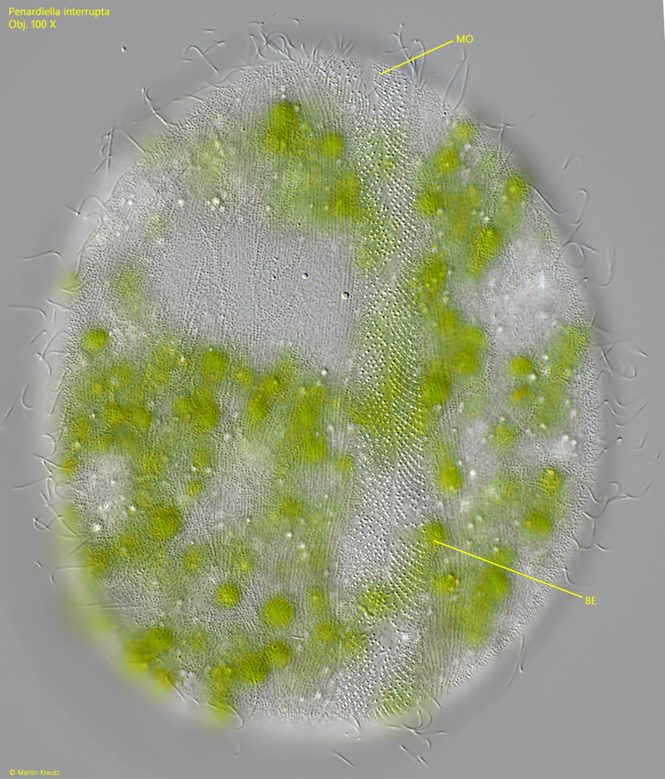 Penardiella-interrupta