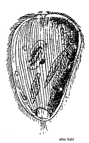 Prorodon-brachyodon