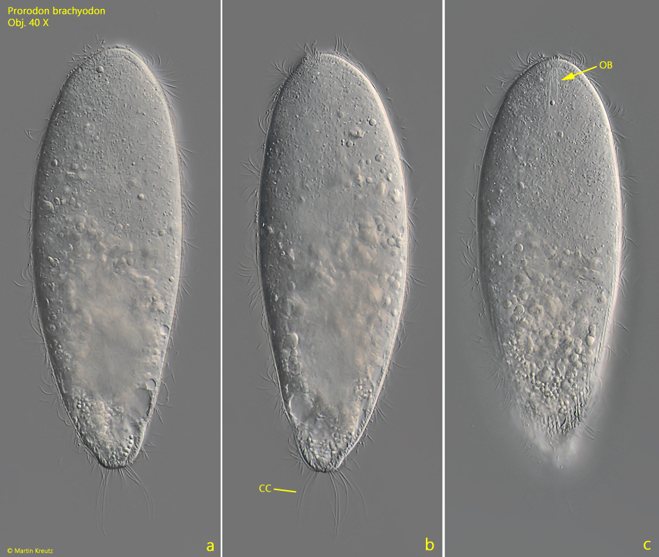 Prorodon-brachyodon