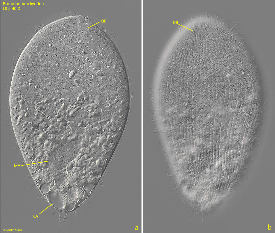 Prorodon-brachyodon