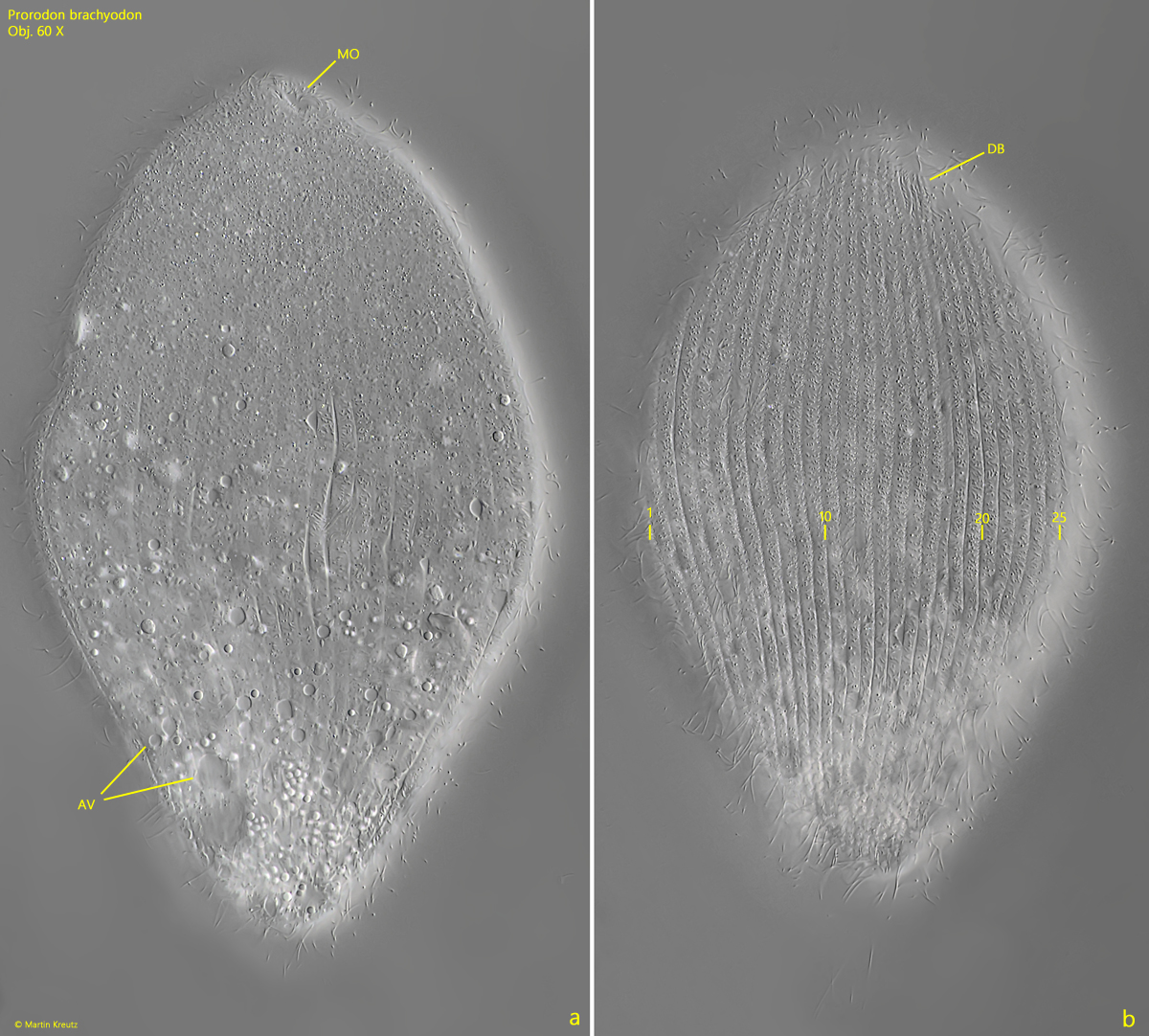 Prorodon-brachyodon