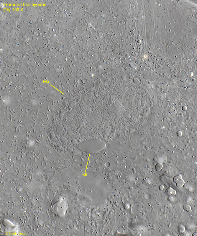 Prorodon-brachyodon