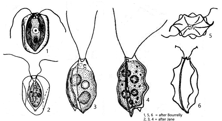 Pteromonas-aequiciliata