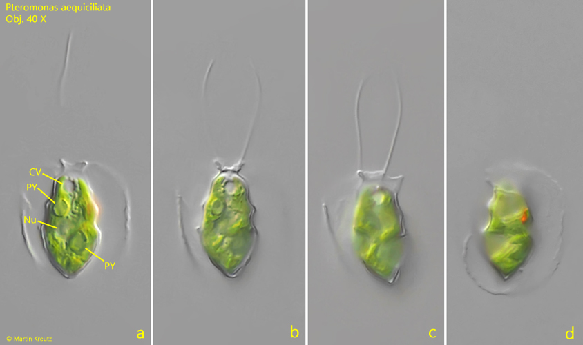 Pteromonas-aequiciliata
