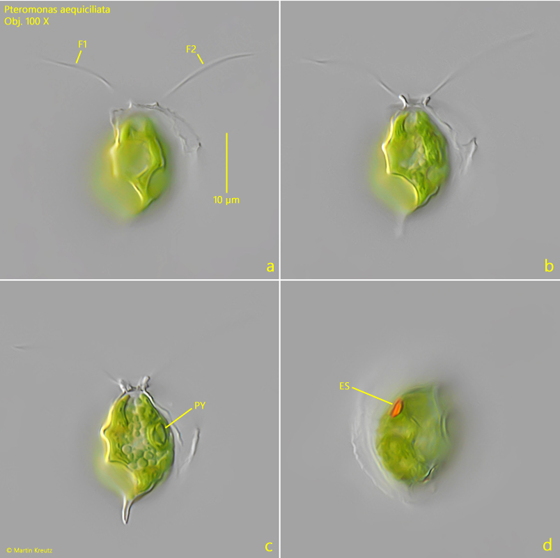 Pteromonas-aequiciliata