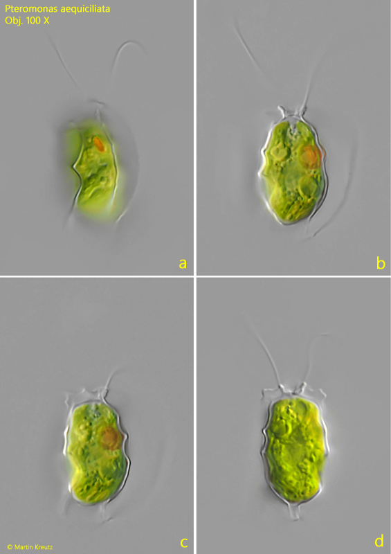 Pteromonas-aequiciliata