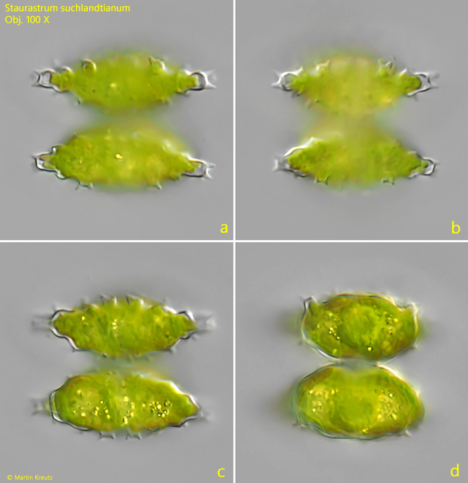 Staurastrum-suchlandtianum