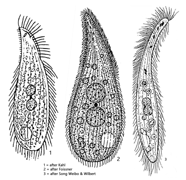 Amphileptus-punctatus