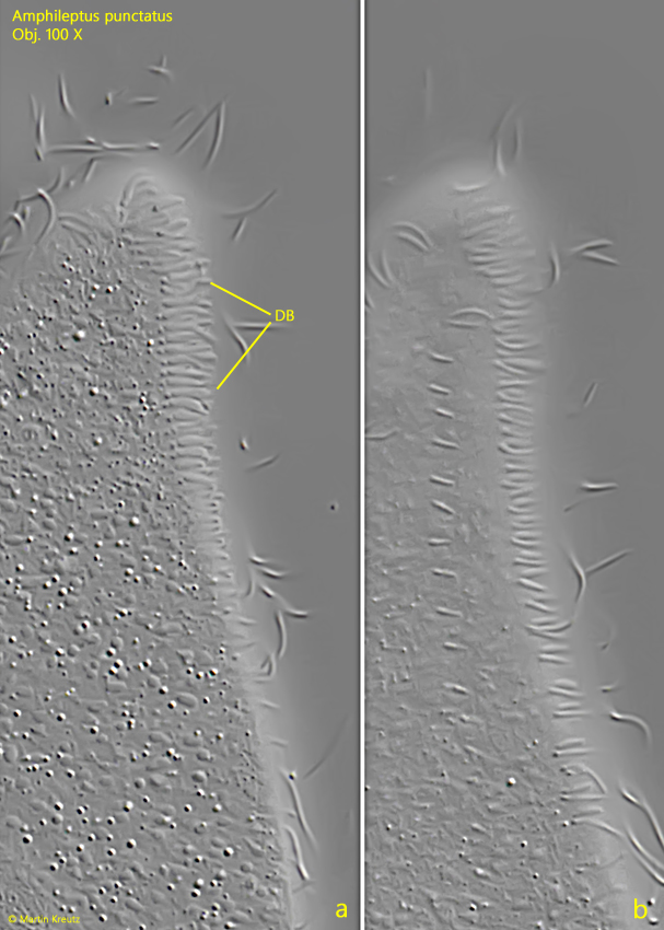 Amphileptus-punctatus