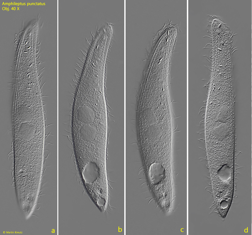 Amphileptus-punctatus