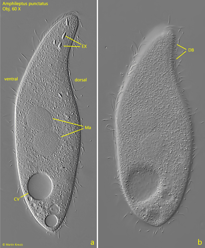 Amphileptus-punctatus