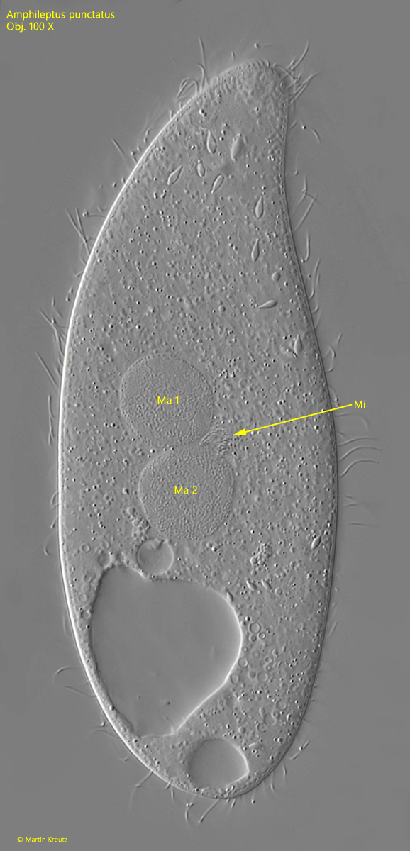 Amphileptus-punctatus