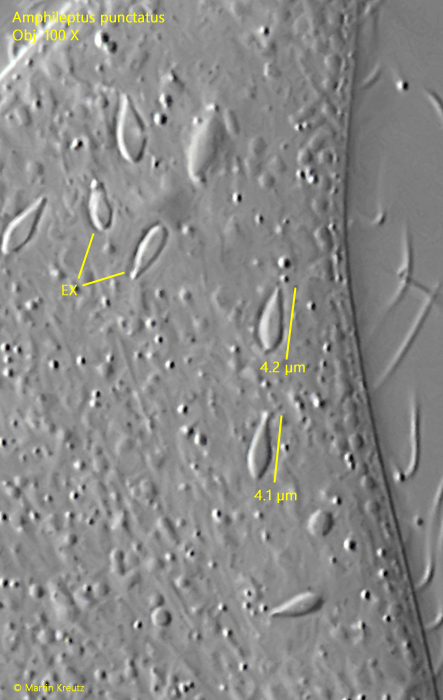 Amphileptus-punctatus