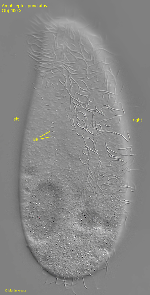 Amphileptus-punctatus