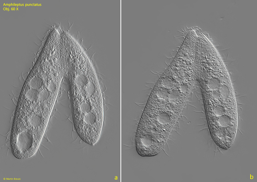 Amphileptus-punctatus