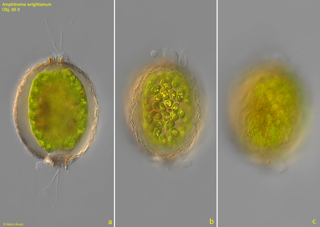 Amphitrema-wrightianum