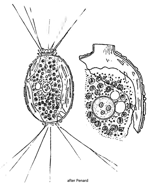 Amphitrema-wrightianum