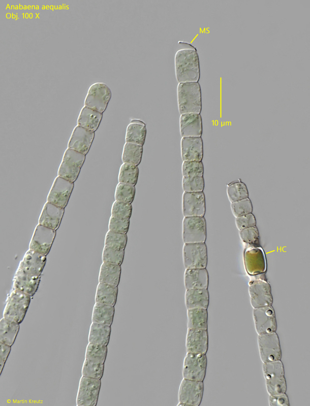 Anabaena-aequalis