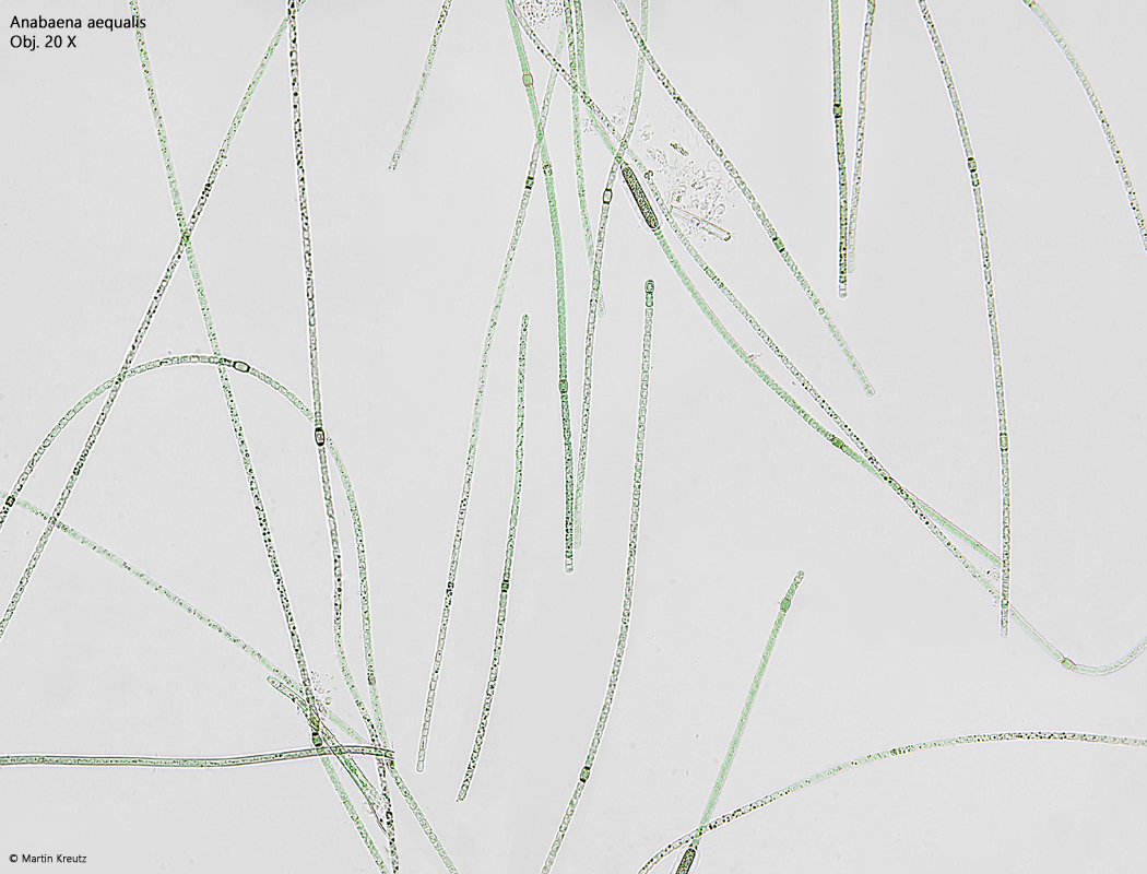 Anabaena-aequalis