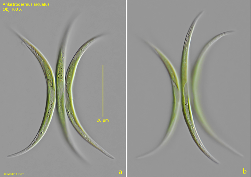 Ankistrodesmus-arcuatus