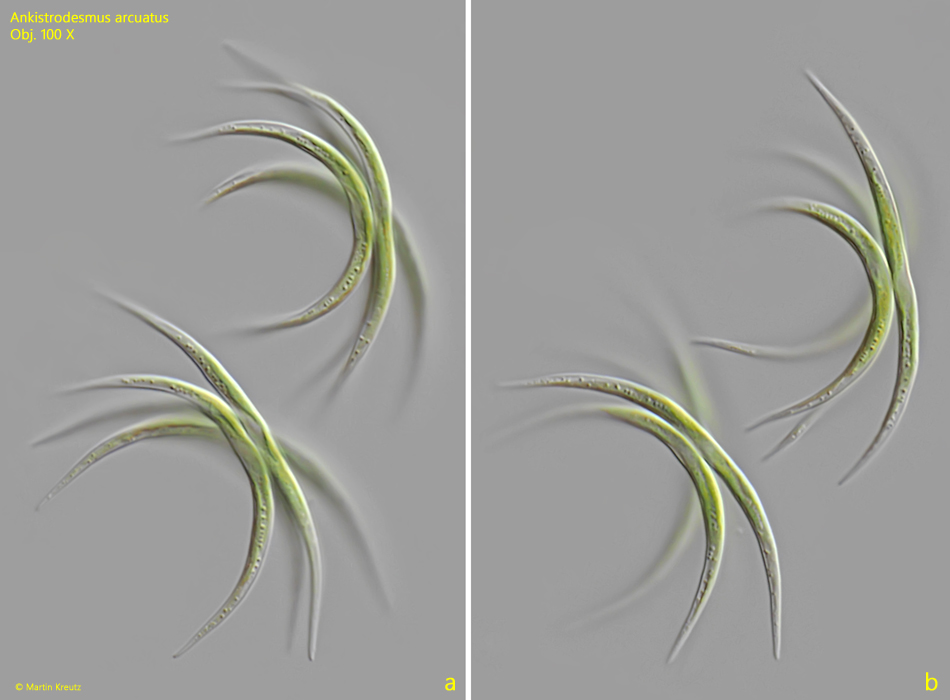 Ankistrodesmus-arcuatus