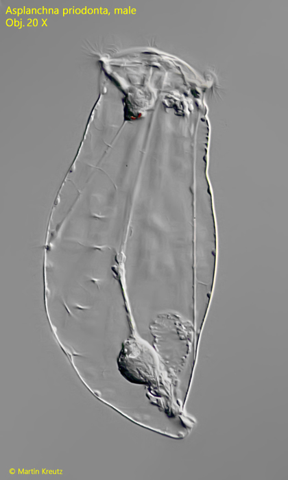 Asplanchna-priodonta