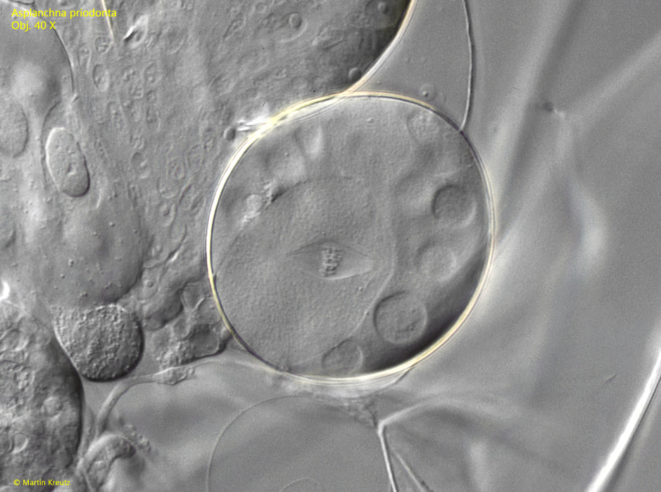 Asplanchna-priodonta