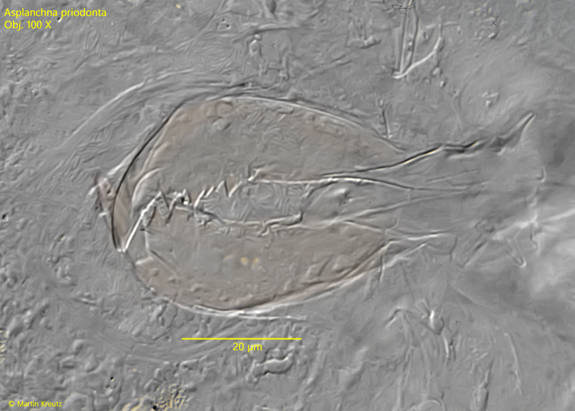 Asplanchna-priodonta